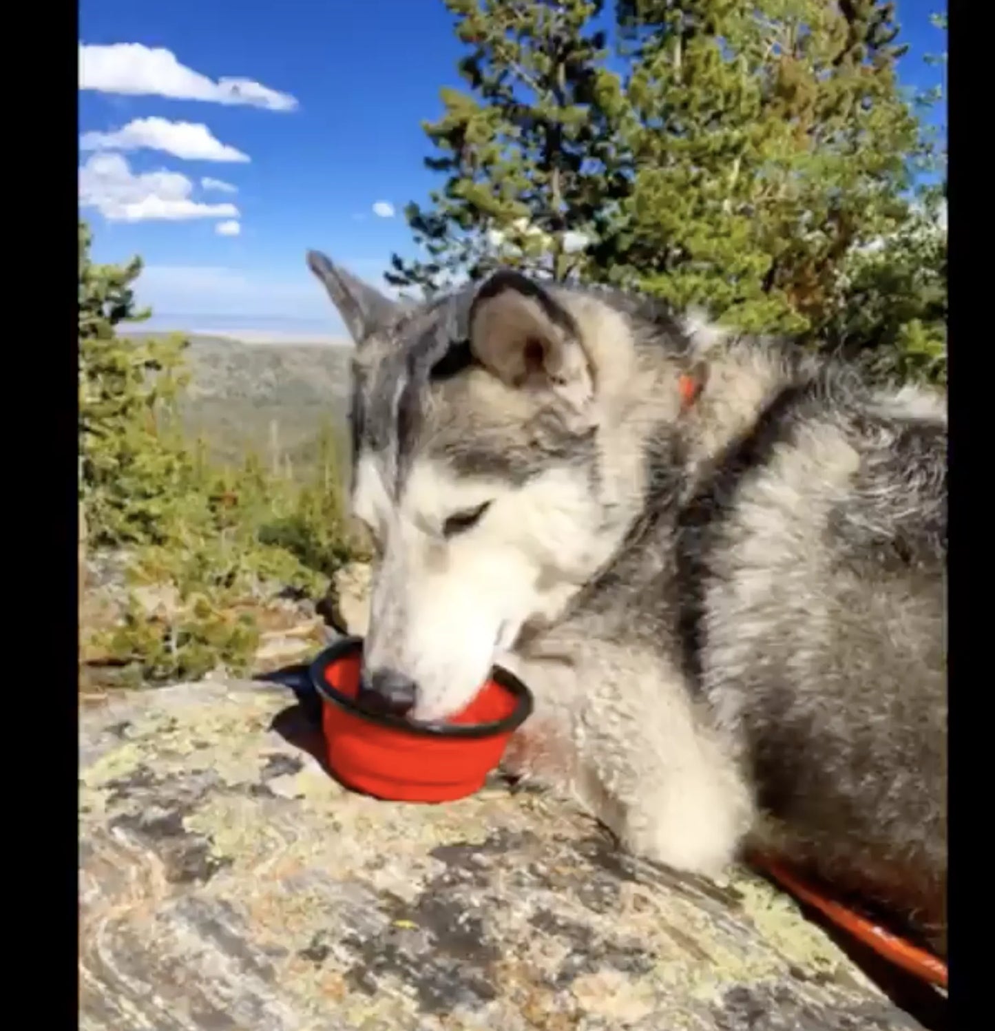 Dog drinking from red collapsible bowl outdoors – Portable travel dog bowl lifestyle shot – Rosie's Pet Paradise