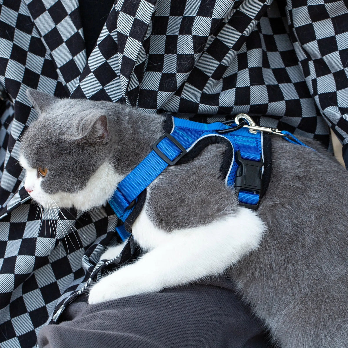 “Gray and white cat wearing a blue Mr. Peanut’s PurrTrek reflective harness with a matching leash attached.”