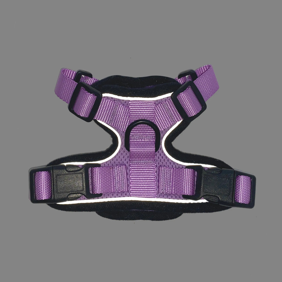 “Gray and white cat wearing a purple Mr. Peanut’s PurrTrek reflective harness with a matching leash attached.”