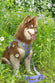The Lavender Garden Ultimate Dog Harness offers a perfect blend of comfort, safety, and style. Its soft padding and adjustable straps provide a secure, custom fit that reduces strain on your dog’s chest and shoulders. Ideal for walks, runs, or daily adventures, this harness keeps your dog safe, comfortable, and looking great.