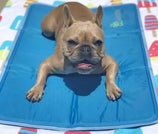 Rosies Pet Paradise