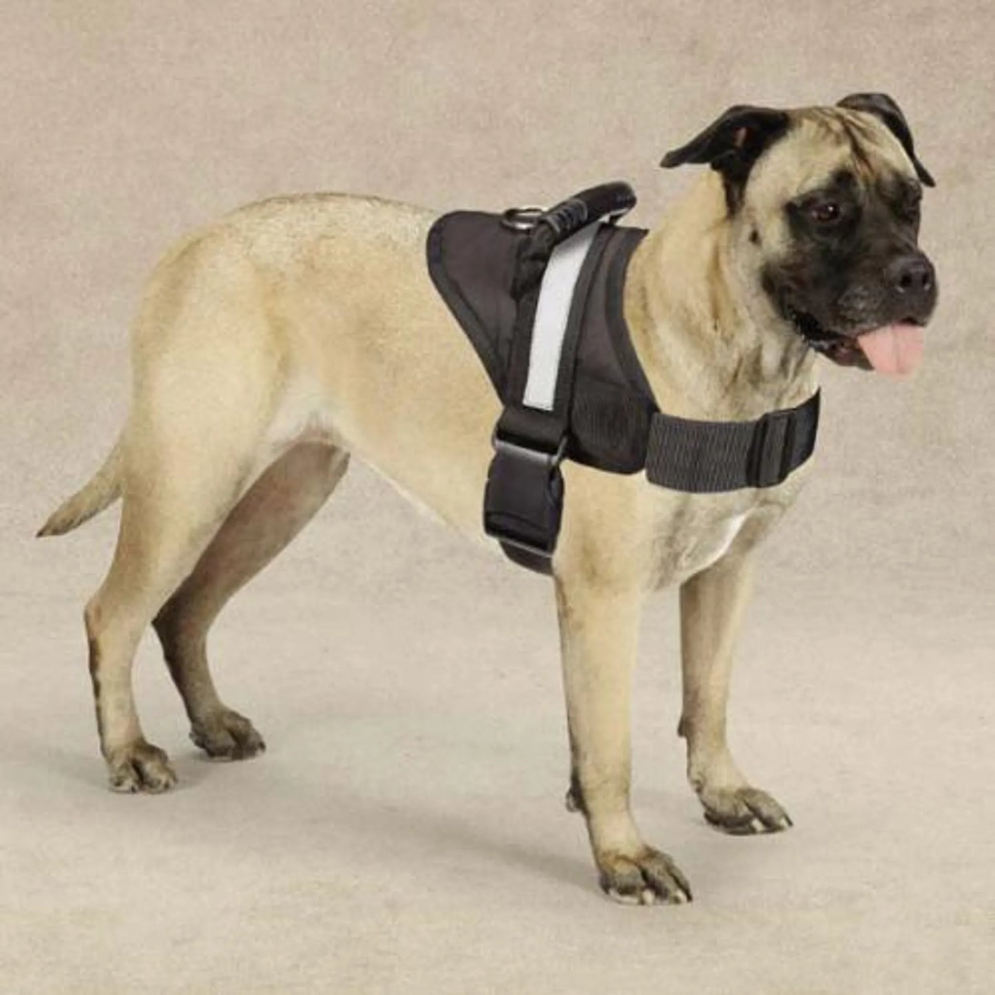 Guardian Gear Dog Harness 36-46 Inch – Dog wearing black harness on beige background – Secure adjustable dog harness – Rosie's Pet Paradise