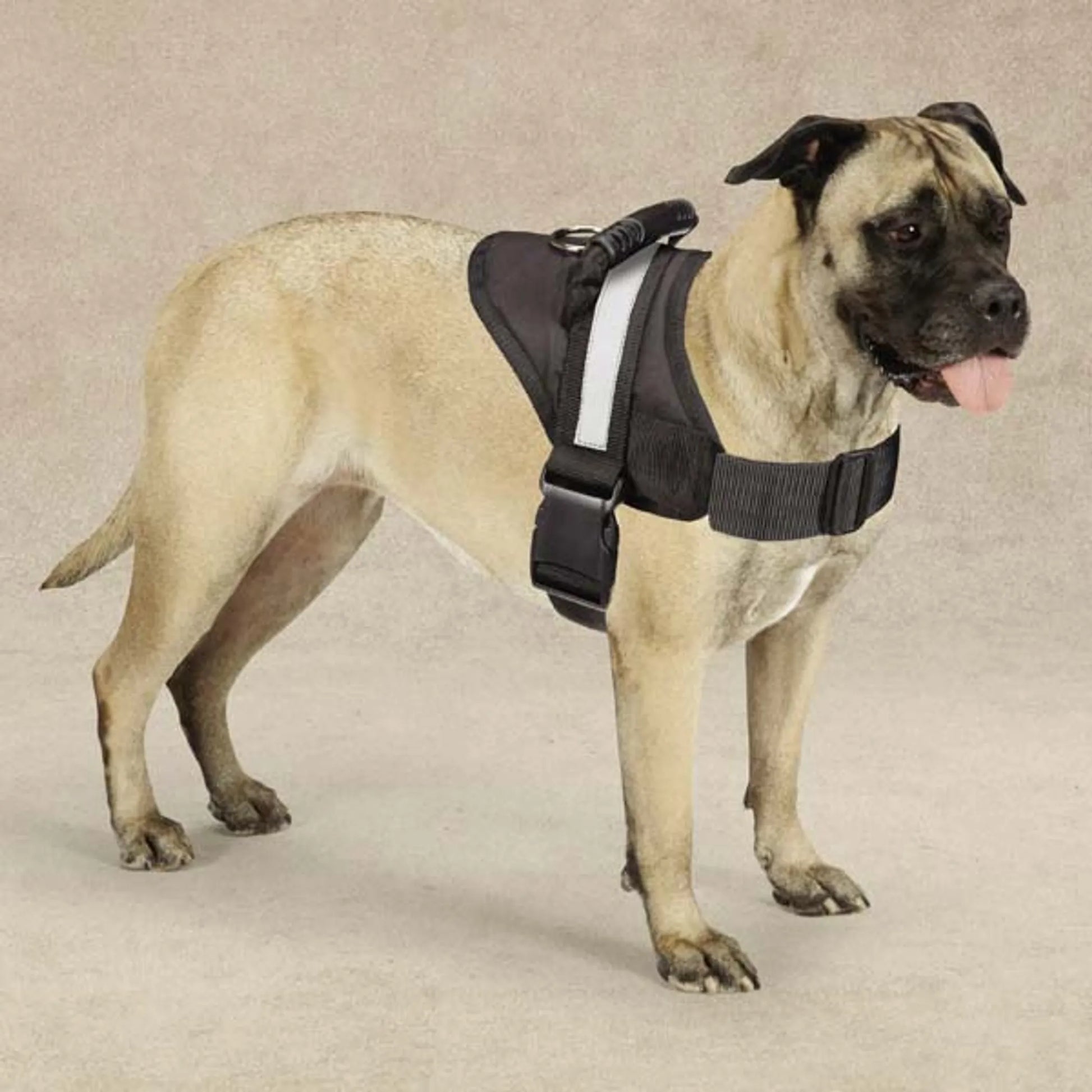 Guardian Gear Dog Harness 36-46 Inch – Dog wearing black harness on beige background – Secure adjustable dog harness – Rosie's Pet Paradise