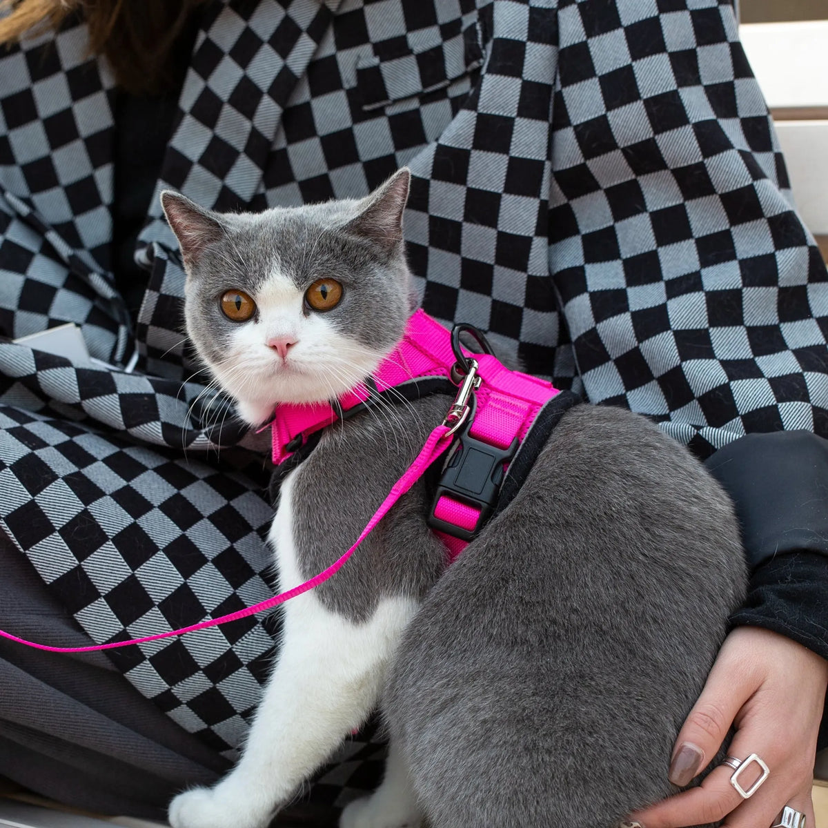 “Gray and white cat wearing a pink Mr. Peanut’s PurrTrek reflective harness with a matching leash attached.”