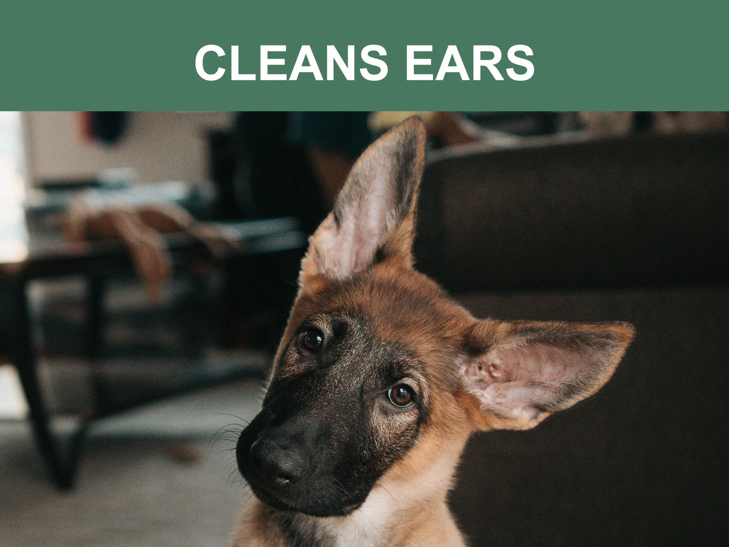Dog with large ears looking at the camera in a home setting, text 'CLEANS EARS' above.