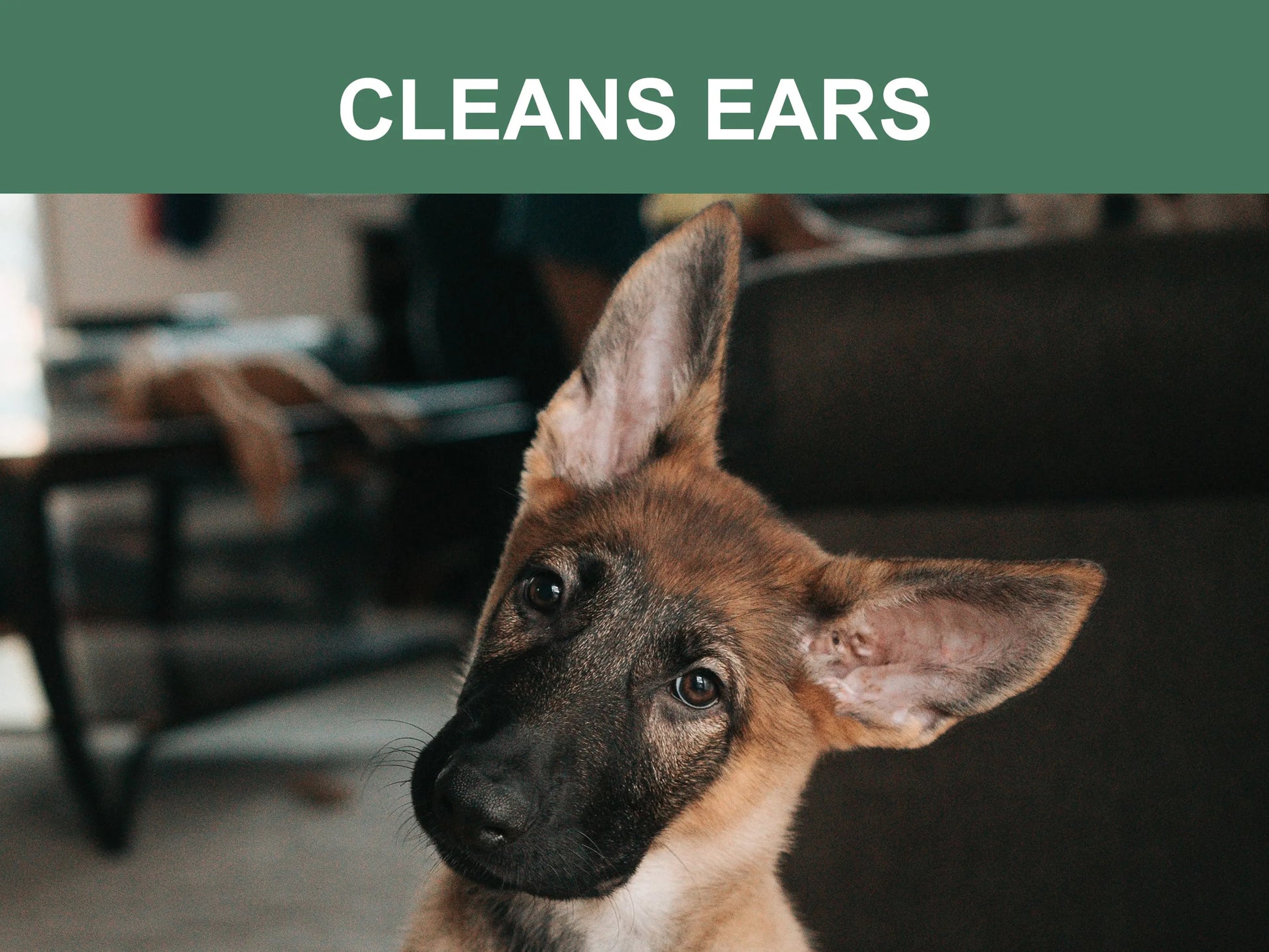 Dog with large ears looking at the camera in a home setting, text 'CLEANS EARS' above.