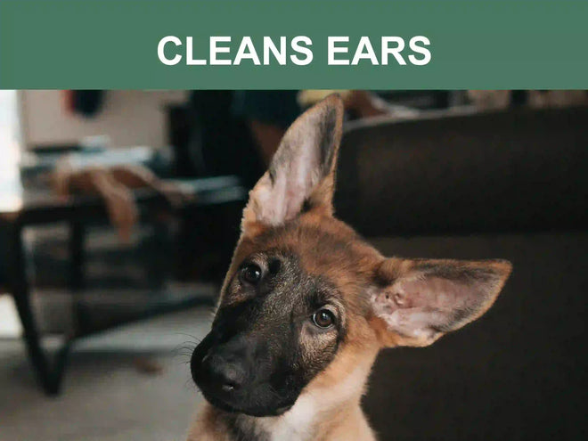 Dog with large ears looking at the camera in a living room setting.