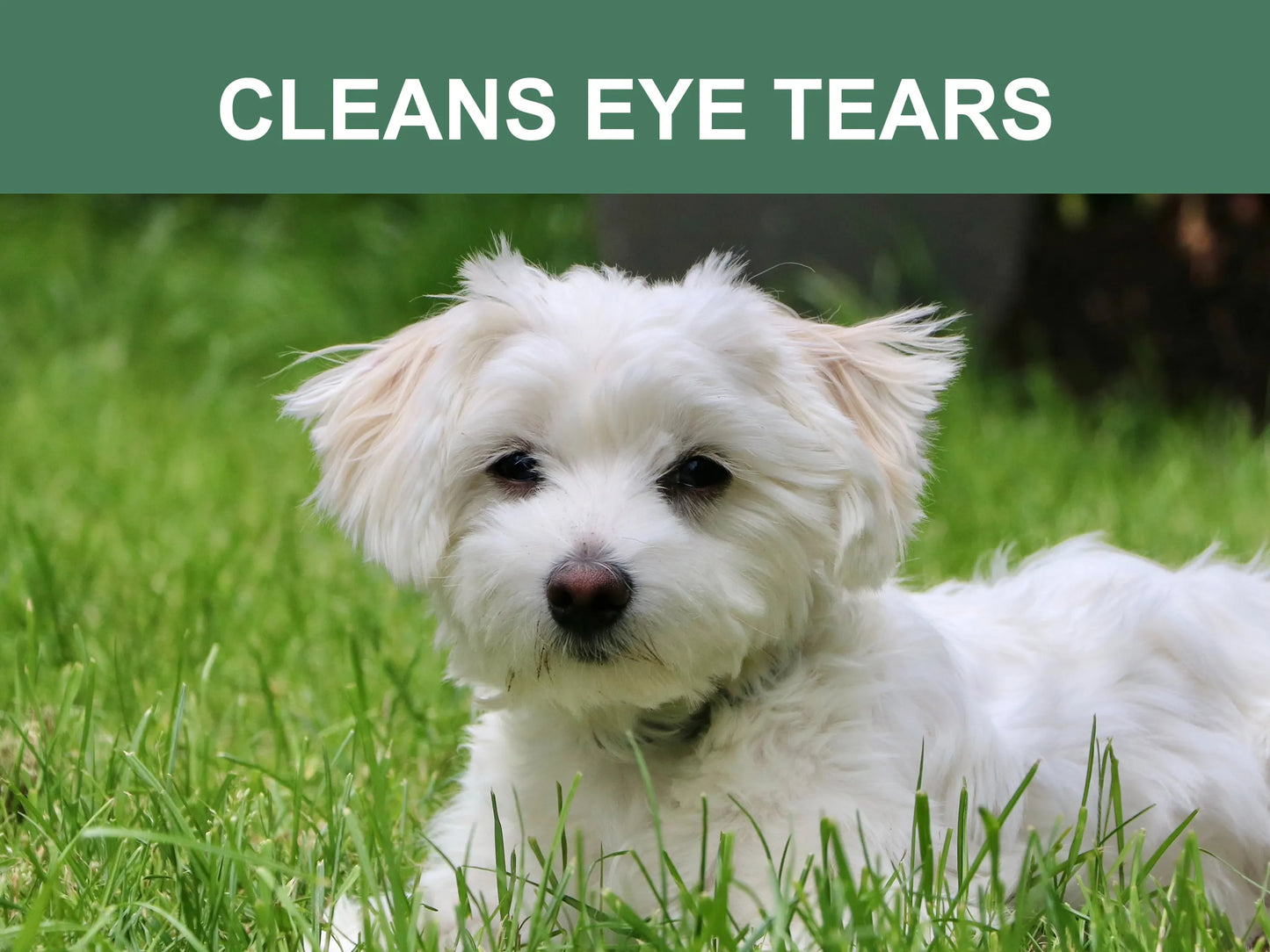 White dog sitting on grass with a green banner above it displaying 'CLEANS EYE TEARS'.
