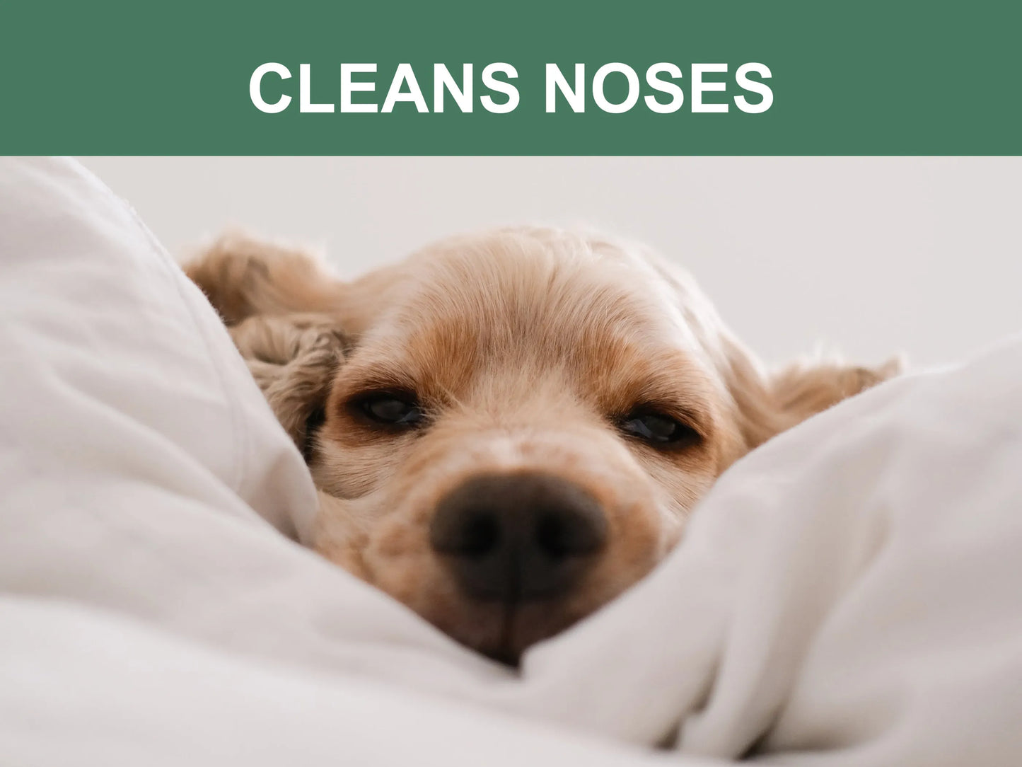 Dog peeking out from under a blanket with text 'CLEANS NOSES' at the top.