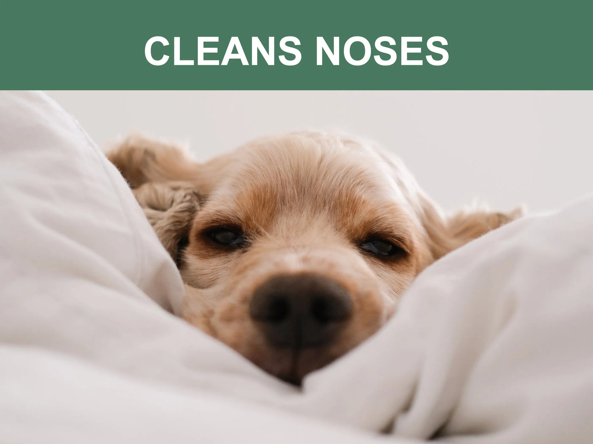 Dog peeking out from under a blanket with text 'CLEANS NOSES' at the top.