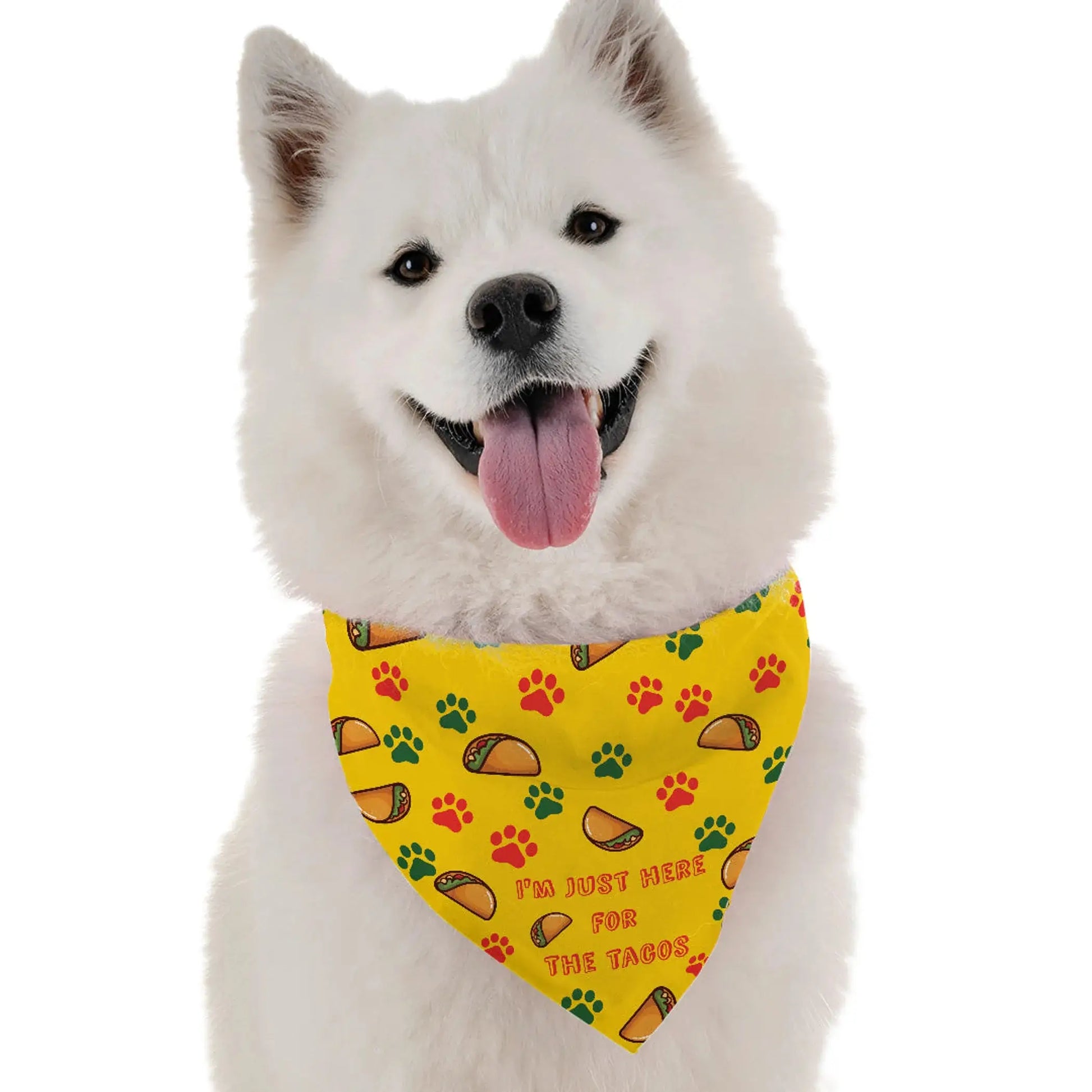 White dog wearing a yellow bandana with taco pattern on a white background