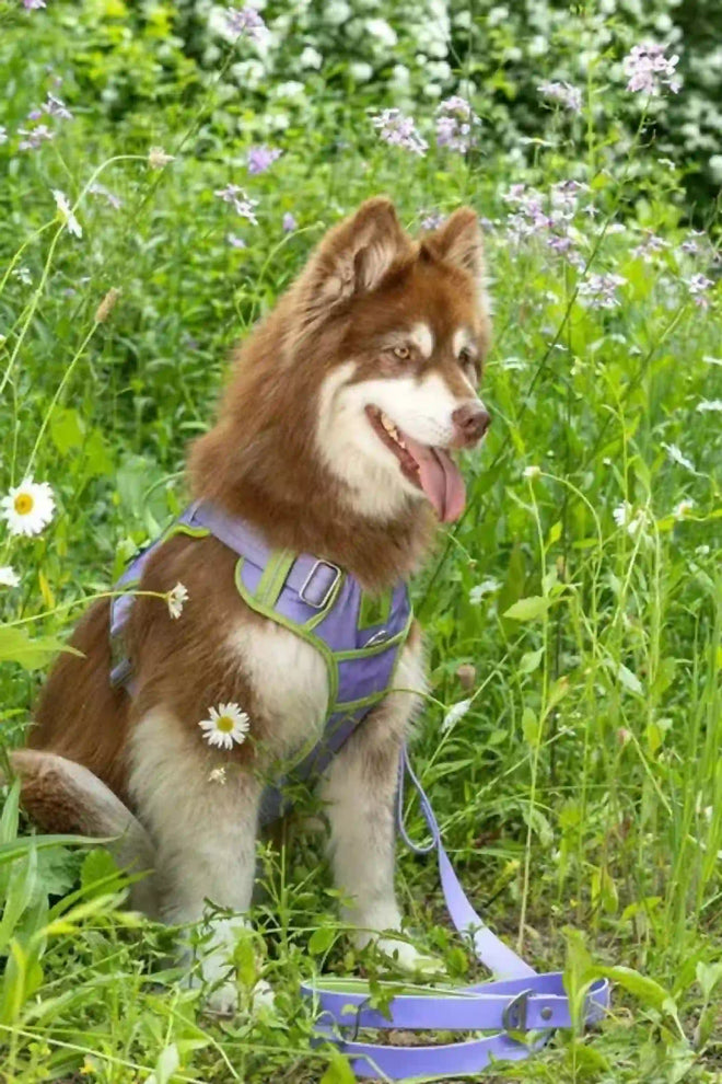 The Lavender Garden Ultimate Dog Harness offers a perfect blend of comfort, safety, and style. Its soft padding and adjustable straps provide a secure, custom fit that reduces strain on your dog’s chest and shoulders. Ideal for walks, runs, or daily adventures, this harness keeps your dog safe, comfortable, and looking great.