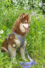 Rosies Pet Paradise