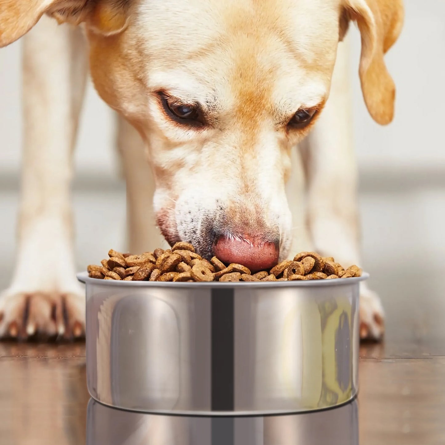 Stainless Steel Hanging Dog Bowl – Durable pet food and water bowl on white background – Rosie's Pet Paradise