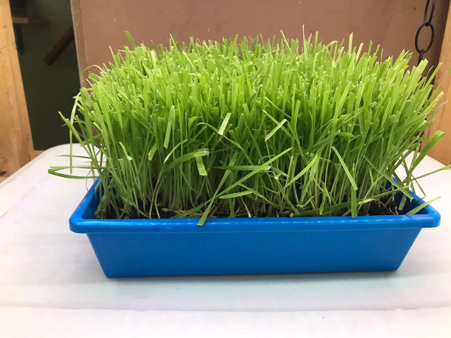 Green grass in a blue tray on a white surface