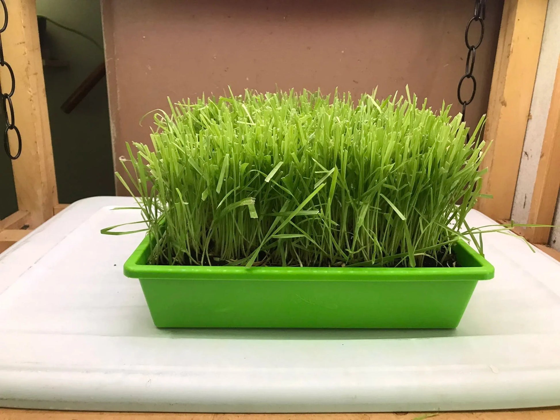 Green tray with grass-like plants on a white surface