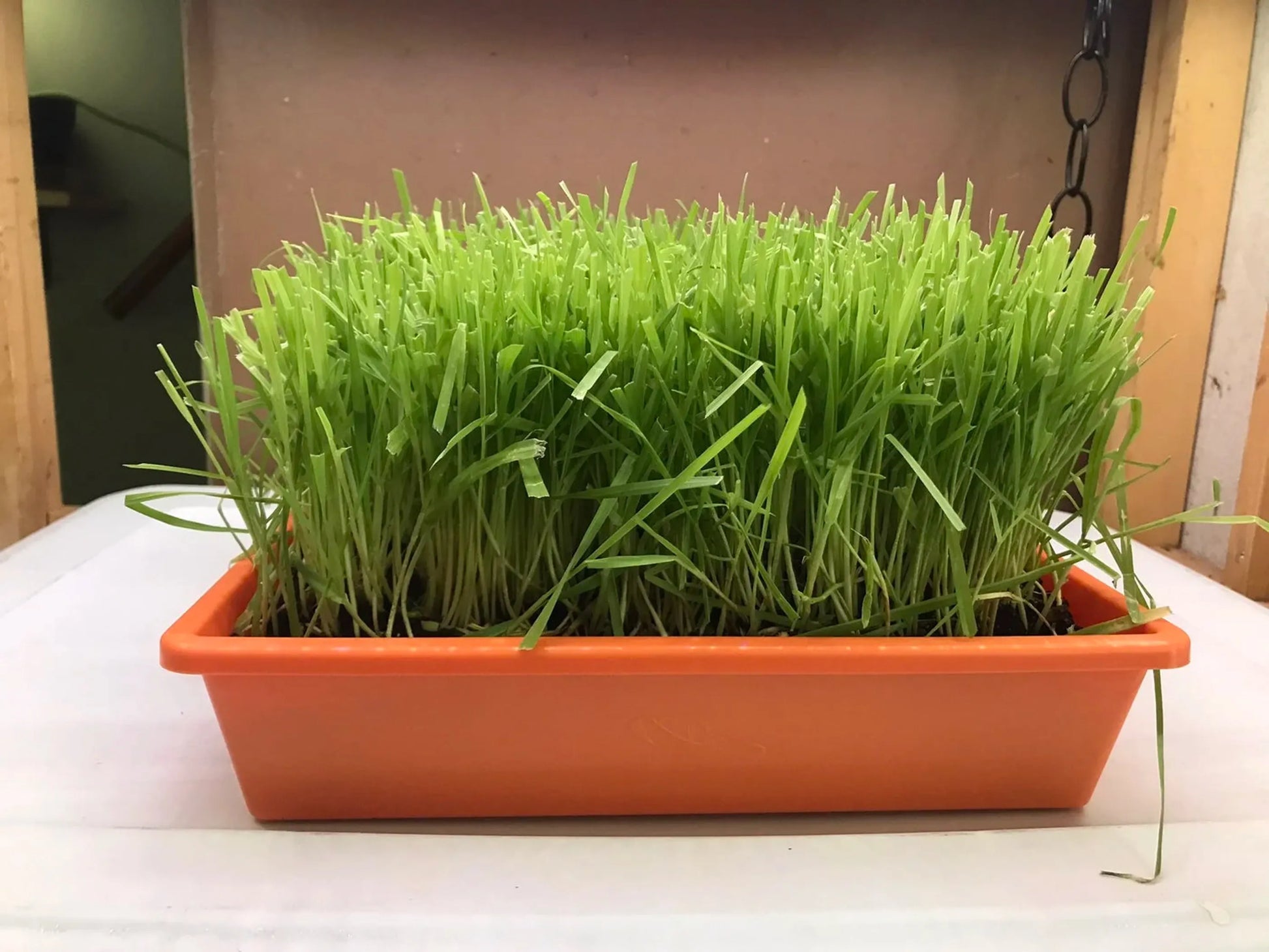Container with green grass-like plants on a white surface