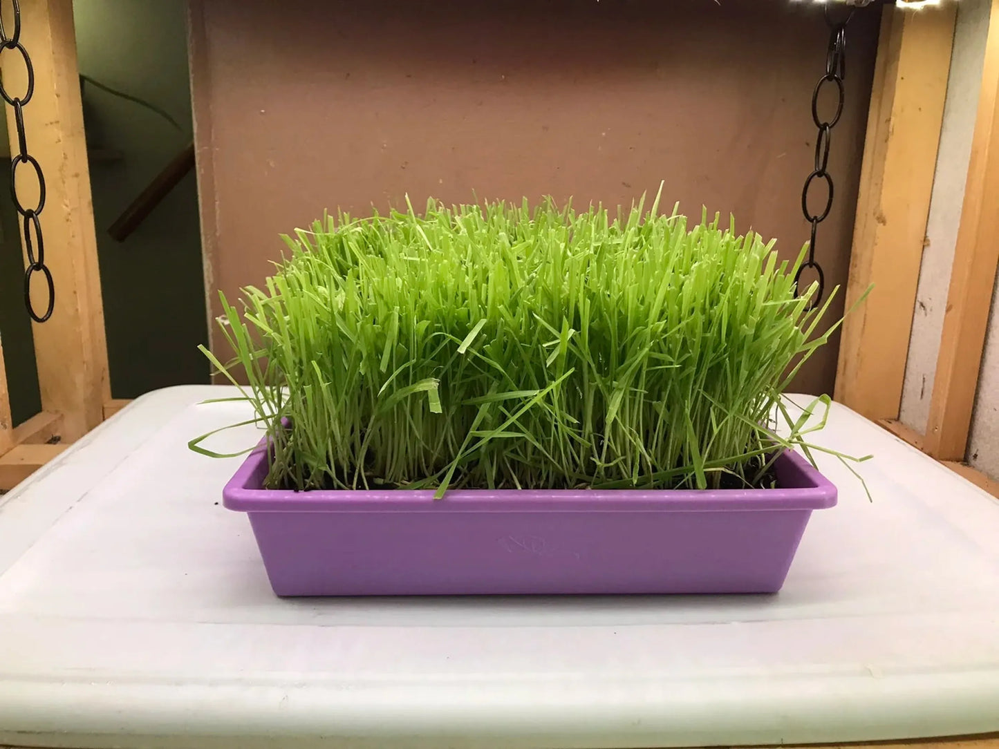 Purple container with green grass-like plants on a white surface.