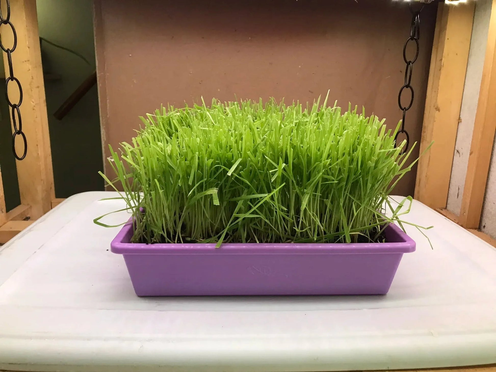 Purple container with green grass-like plants on a white surface.