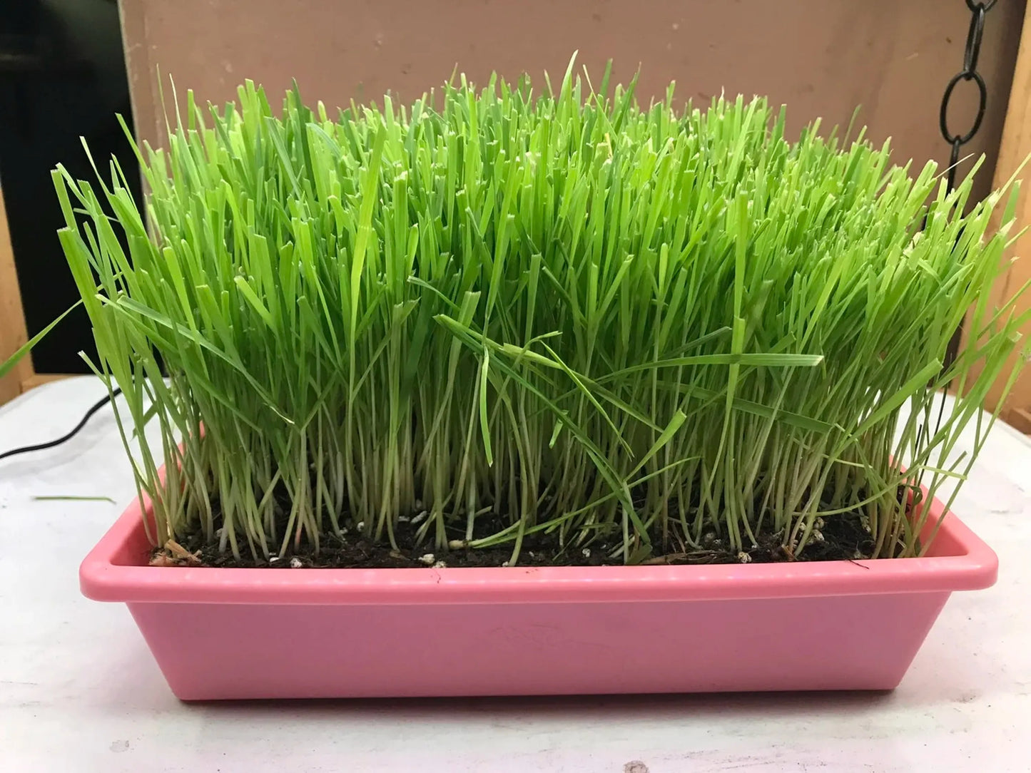 Pink container with green grass-like plants on a white surface