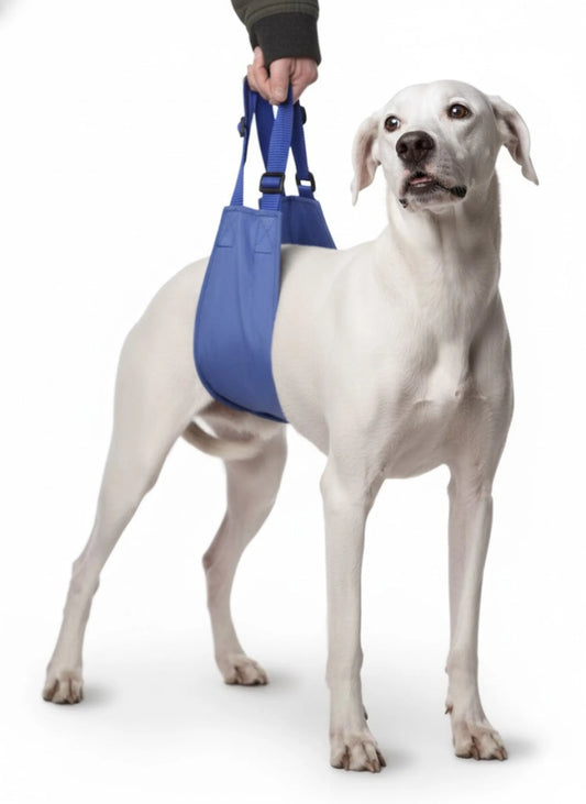 Original Quick Lift Support Harness – White dog in blue harness with handler – Dog mobility harness – Rosie's Pet Paradise