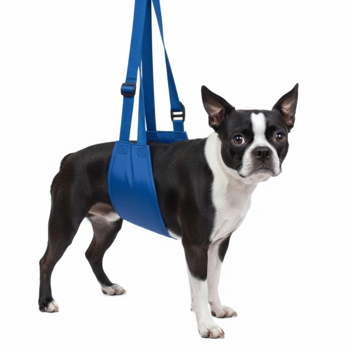Original Quick Lift Support Harness – White dog in blue harness with handler – Dog mobility harness – Rosie's Pet Paradise