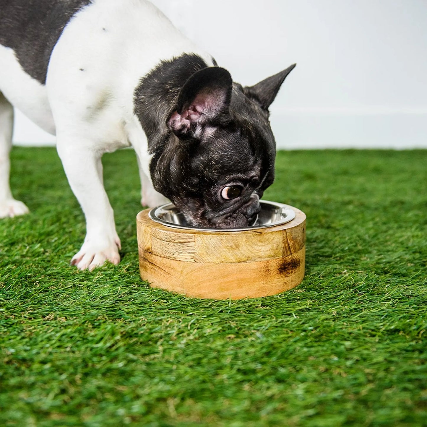Dog drinking from a wooden bowl on grass